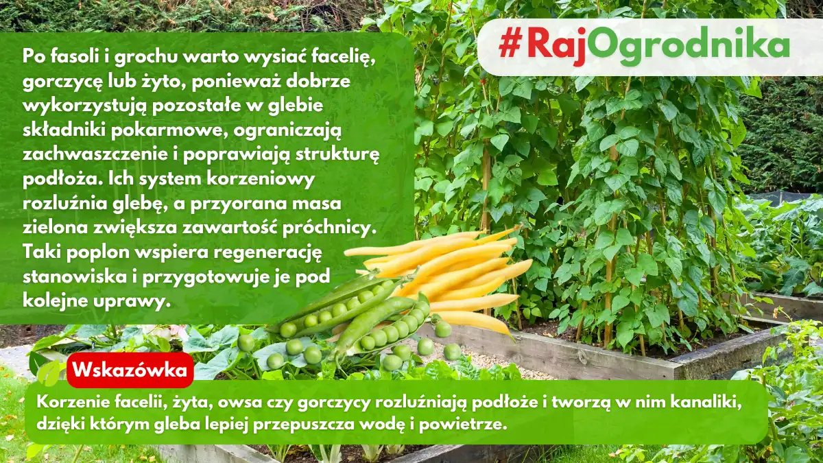 Jakie rośliny poplonowe wysiewać po grochu i fasoli blog sklep rajogrodnika